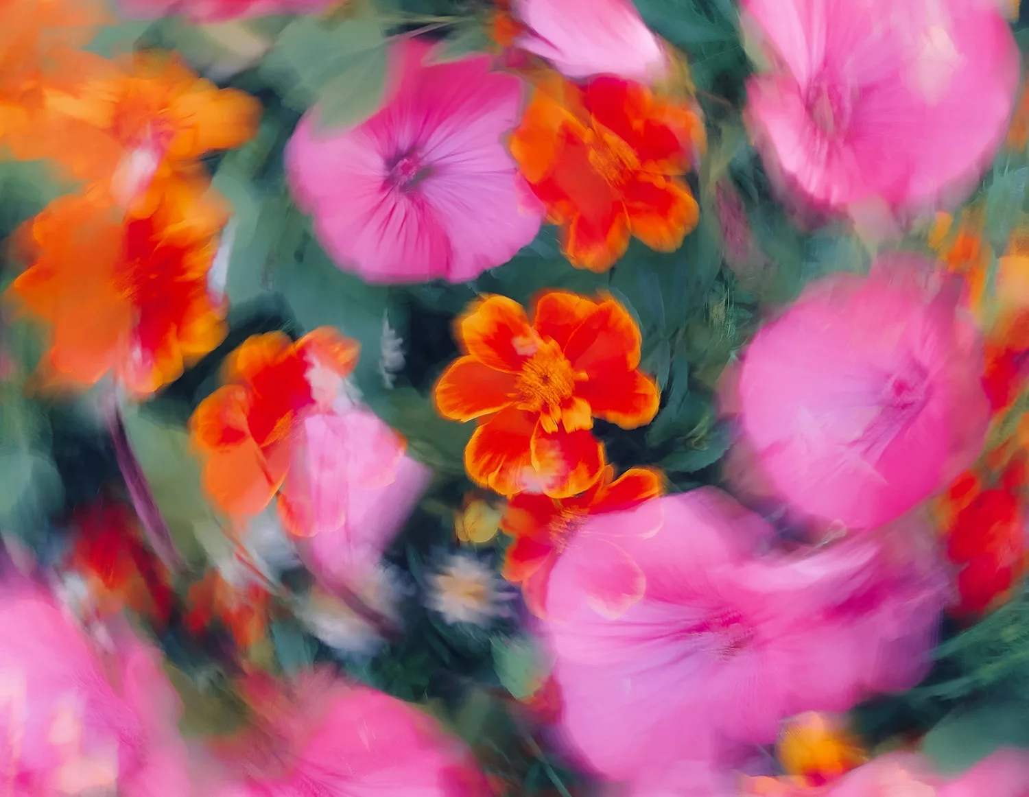 bloom-3